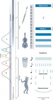 Groundbreaking research reveals how the brain turns sound into music 