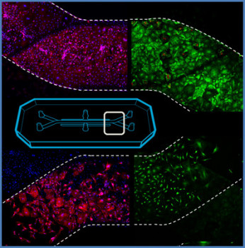 Queen Mary researchers awarded MRC funding to develop human tendon-on-a-chip technology The Emulate Chip-S1 which this project will use to create advanced organ-on-a-chip models of the tendon