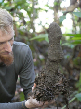 Old termite mounds help support high insect biodiversity in tropical rainforests Lead author Jiri Tuma with a Dicuspiditermes termite mound.
